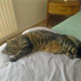 Photo de chat perdu à Cannes La Bocca