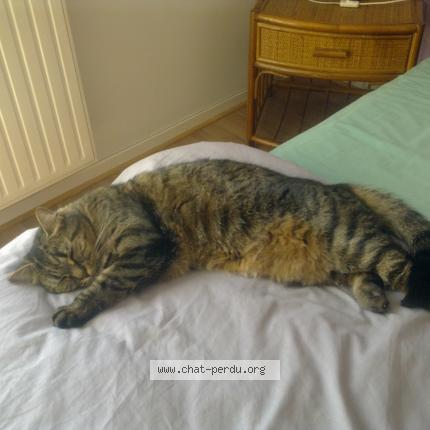 Photo 1/2 MINOUCHE Chat perdu à Cannes la bocca