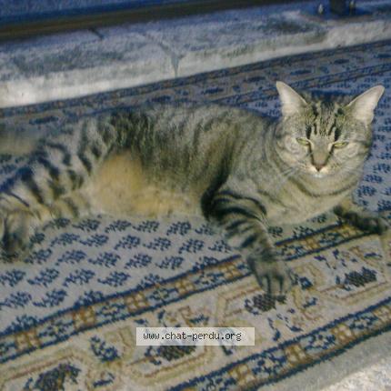 Photo 2/2 MINOUCHE Chat perdu à Cannes la bocca