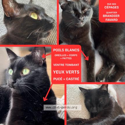 Photo 1/5 Ori Chat perdu à Gradignan