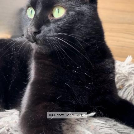 Photo 2/5 Ori Chat perdu à Gradignan