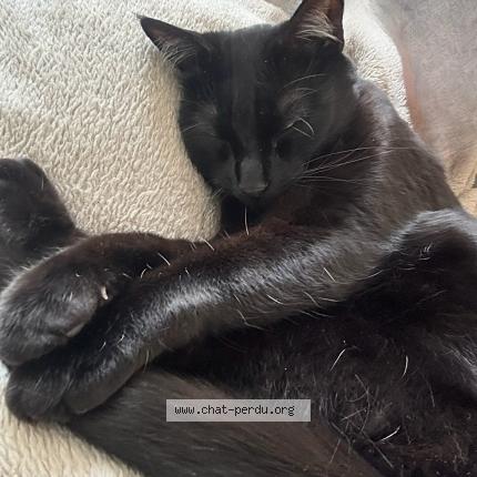 Photo 3/5 Ori Chat perdu à Gradignan