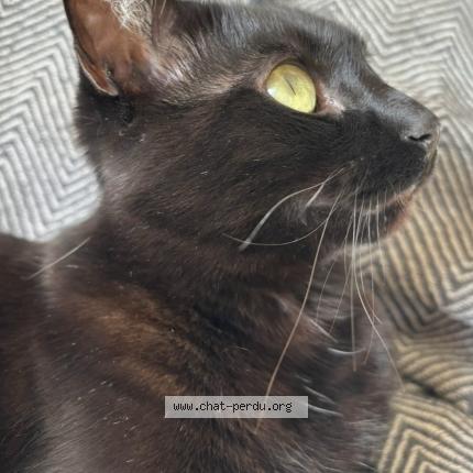 Photo 4/5 Ori Chat perdu à Gradignan