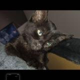 Photo de chat perdu à Andel