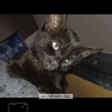 Photo 1/1 Ruby Chat perdu à Andel