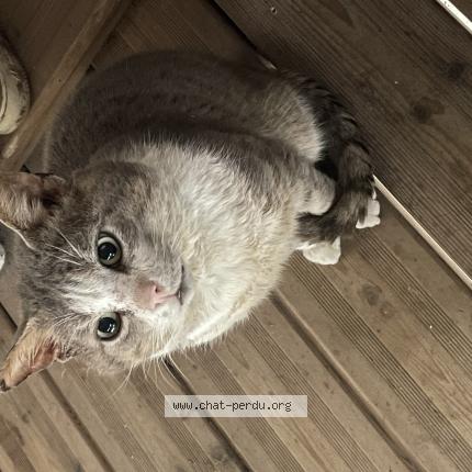 Photo 1/1 Chat trouvé Trouvé à Chalonnes sur loire