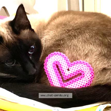 Photo 1/1 Jerry Chat perdu à Wezembeek oppem