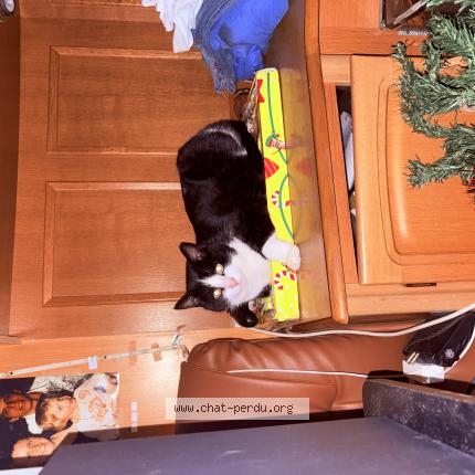 Photo 1/1 Simba Chat perdu à Bourgtheroulde