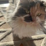 Photo de chat perdu à Rambouillet