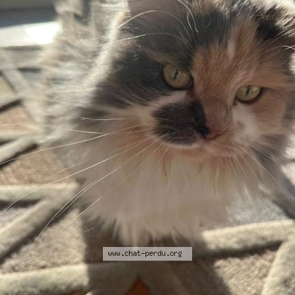 Photo 1/1 LOLA Chat perdu à Rambouillet