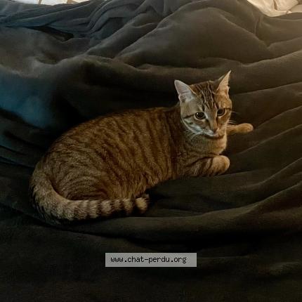 Photo 1/1 Zizou Chat perdu à Corps nuds