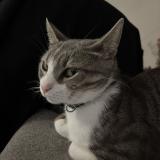 Photo de chat perdu à Rognes