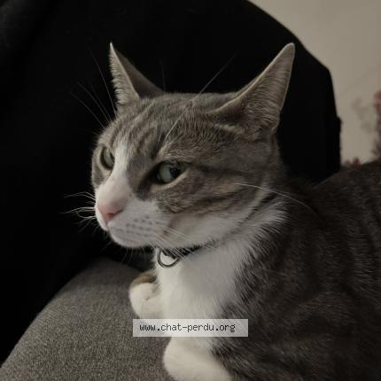 Photo 1/1 Crystal Chat perdu à Rognes