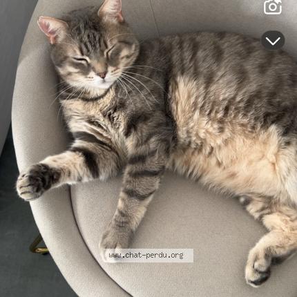 Photo 1/1 Romy Chat perdu à Bourguebus