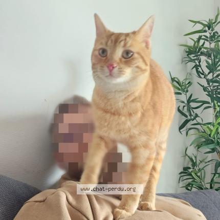 Photo 1/1 Maui Chat perdu à L oie