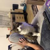 Photo de chat perdu à Anglet