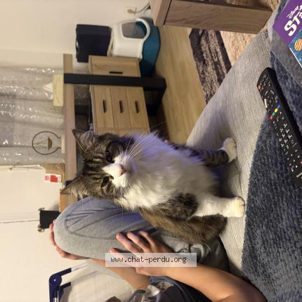 Photo 1/1 Potter Chat perdu à Anglet