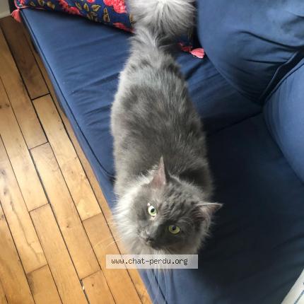 Photo 1/1 Chat retrouvé Perdu à Montigne les rairies