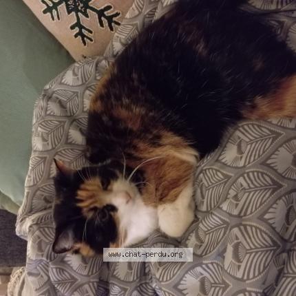 Photo 1/1 CHIPIE Chat perdu à Phaffans