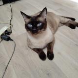 Photo de chat trouvé à Argeles Sur Mer