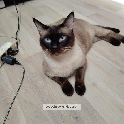 Photo 1/1 Chat trouvé Trouvé à Argeles sur mer