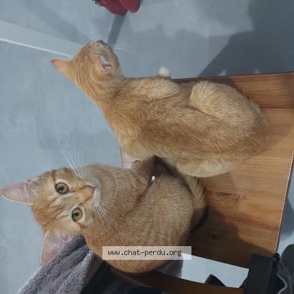 Photo 1/1 Chat retrouvé Perdu à Teille