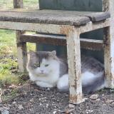 Photo de chat perdu à Parmain