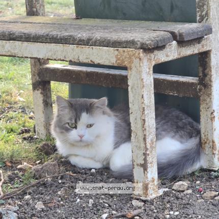 Photo 1/1 Upa Chat perdu à Parmain