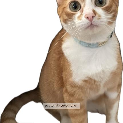 Photo 1/1 Chat retrouvé Perdu à Viroflay