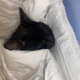 Photo de chat perdu à Melun