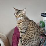 Photo de chat perdu à Vendome