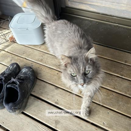 Photo 1/1 Chat trouvé Trouvé à Avoudrey