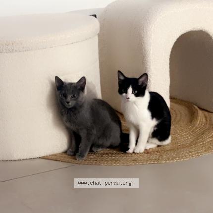 Photo 1/1 Chat retrouvé Perdu à Diemoz