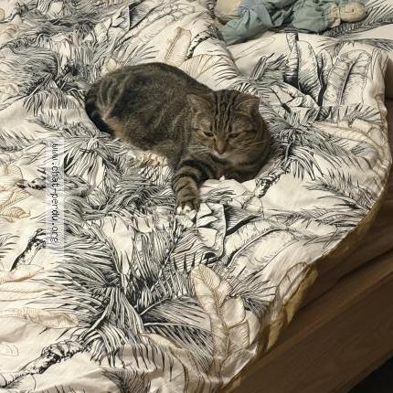 Photo 1/1 Chat retrouvé Perdu à Ressons Sur Matz