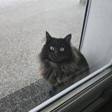 Photo de chat perdu à Etrembieres