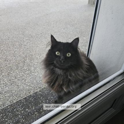 Photo 1/1 Bilo Chat perdu à Etrembieres