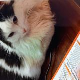 Photo de chat perdu à Olivet