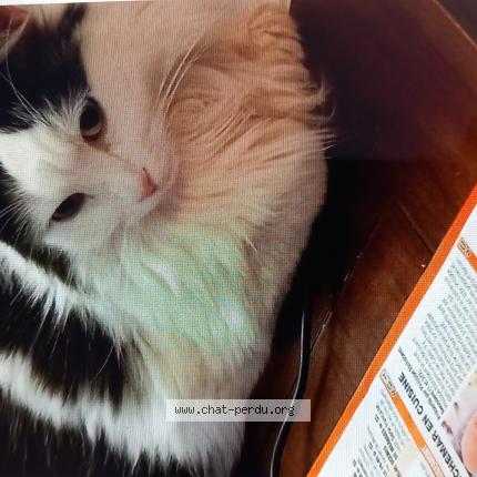 Photo 1/1 BANDIT Chat perdu à Olivet