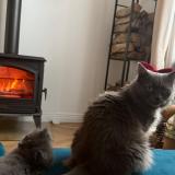 Photo de chat perdu à Lille