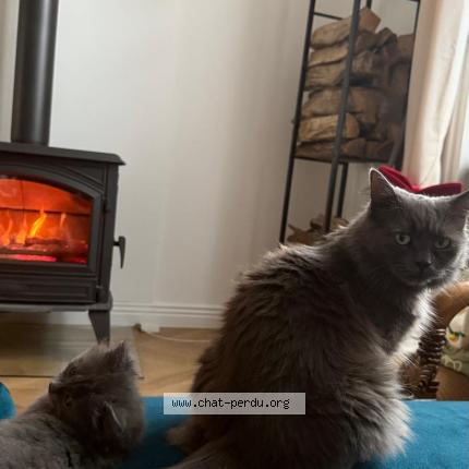 Photo 1/1 Poupoune Chat perdu à Lille