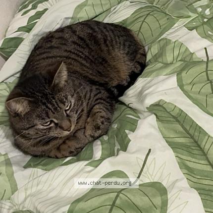 Photo 2/4 Tayna Chat perdu à Flers