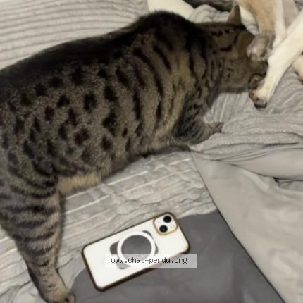 Photo 3/4 Tayna Chat perdu à Flers