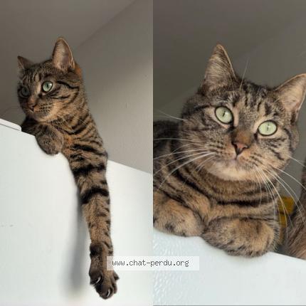 Photo 4/4 Tayna Chat perdu à Flers