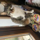 Photo de chat perdu à Vierzon