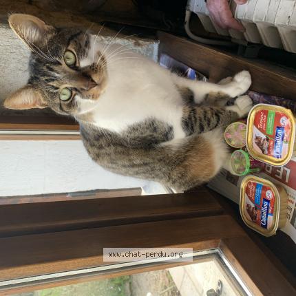 Photo 1/1 Oslo Chat perdu à Vierzon