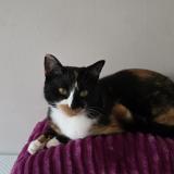 Photo de chat perdu à Echirolles