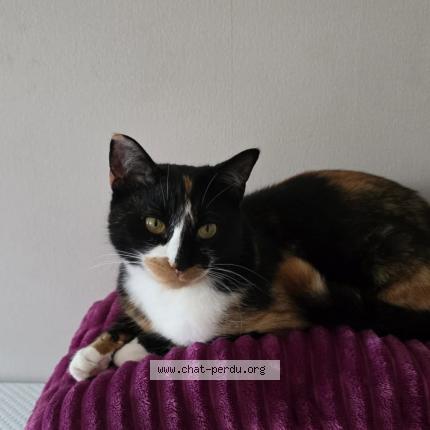 Photo 1/1 Sicha Chat perdu à Echirolles