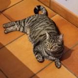 Photo de chat trouvé à Serignan Du Comtat