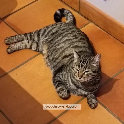 Photo 1/1 Chat trouvé Trouvé à Serignan du comtat