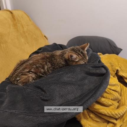 Photo 1/1 Yuma Chat perdu à Saint michel en l herm